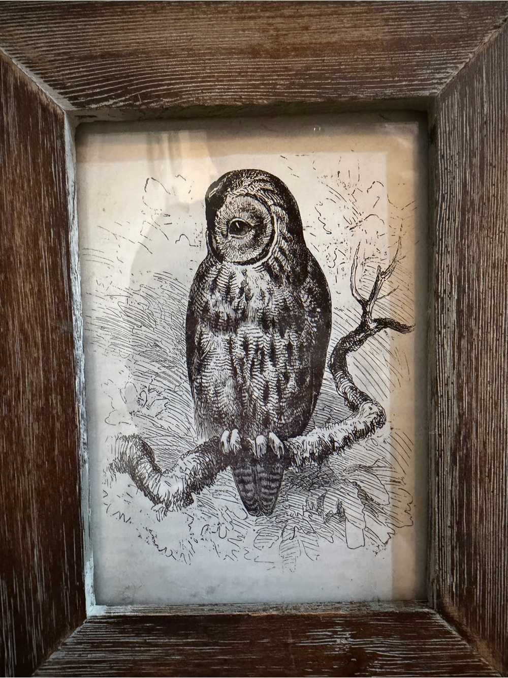 “The Little Owl” Picture In Rustic Wood Frame Wall Art Print 9*8*1 2016 - Picture 2 of 4